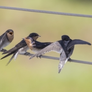 Hirundo neoxena at Kingston, ACT - 3 Jan 2019 01:11 PM