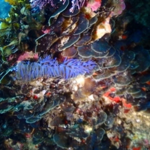 Pteraeolidia ianthina at Tathra, NSW - 9 Jan 2019