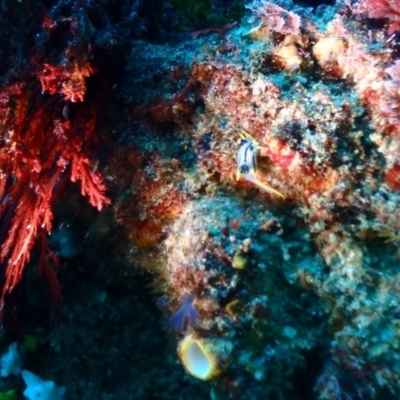 Unidentified Sea Slug, Sea Hare or Bubble Shell at Tathra, NSW - 9 Jan 2019 by CalebBaker