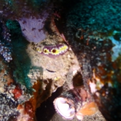 Unidentified Sea Slug, Sea Hare or Bubble Shell at Tathra, NSW - 10 Jan 2019 by CalebBaker