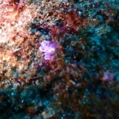 Unidentified Sea Slug / Sea Hare / Bubble Shell at Tathra, NSW - 11 Jan 2019 by CalebBaker