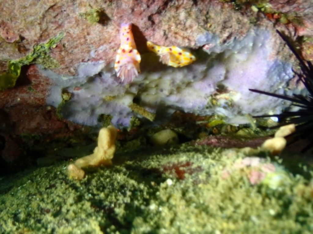 Ceratosoma amoenum at Merimbula, NSW - 8 Jan 2019