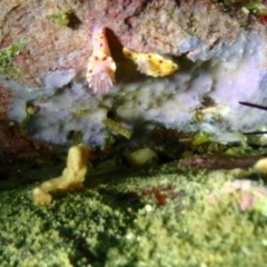 Ceratosoma amoenum (Clown Nudibranch) at Merimbula, NSW - 7 Jan 2019 by CalebBaker
