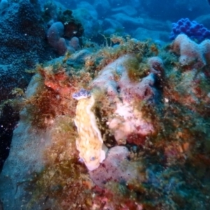 Aphelodoris varia at Merimbula, NSW - 8 Jan 2019 09:48 AM