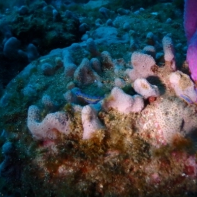 Hypselodoris bennetti (Hypselodoris bennetti) at Merimbula, NSW - 8 Jan 2019 by CalebBaker
