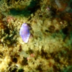 Unverified Sea Slug, Sea Hare or Bubble Shell at Merimbula, NSW - 8 Jan 2019 by CalebBaker