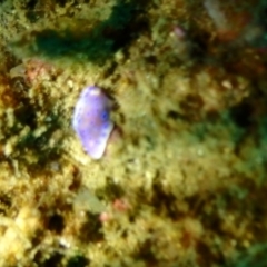 Unidentified Sea Slug, Sea Hare or Bubble Shell at Merimbula, NSW - 8 Jan 2019 by CalebBaker