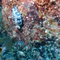 Hypselodoris obscura (Hypselodoris obscura) at Tathra, NSW - 9 Jan 2019 by CalebBaker