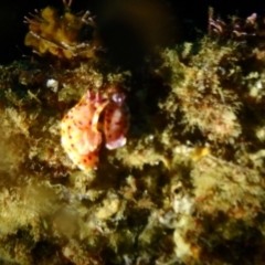 Ceratosoma amoenum at Tathra, NSW - 10 Jan 2019 04:36 PM