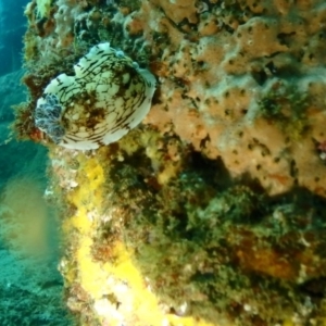 Aphelodoris varia at Tathra, NSW - 10 Jan 2019