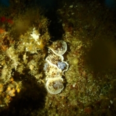 Aphelodoris varia at Tathra, NSW - 10 Jan 2019 04:33 PM