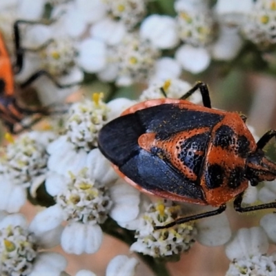 Agonoscelis rutila (Horehound bug) at Brindabella National Park - 29 Jan 2019 by JohnBundock