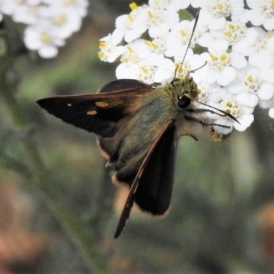 Timoconia flammeata (Bright Shield-skipper) at Uriarra, NSW - 29 Jan 2019 by JohnBundock