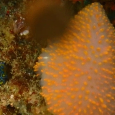 Unidentified Sea Squirt at Tathra, NSW - 9 Jan 2019 by CalebBaker