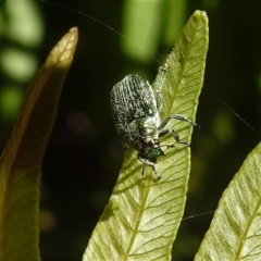 Diphucephala sp. (genus) (Green Scarab Beetle) at Namadgi National Park - 29 Jan 2019 by JohnBundock