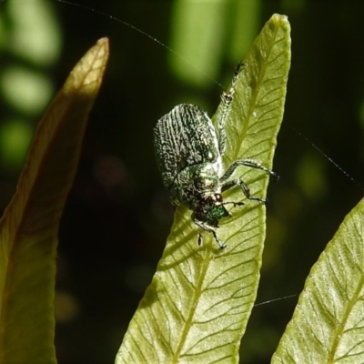 Diphucephala sp. (genus) (Green Scarab Beetle) at Namadgi National Park - 29 Jan 2019 by JohnBundock