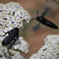 Scoliidae (family) (Unidentified Hairy Flower Wasp) at Uriarra, NSW - 29 Jan 2019 by JohnBundock