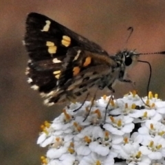 Anisynta monticolae (Montane grass-skipper) at Brindabella National Park - 29 Jan 2019 by JohnBundock