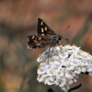 Anisynta monticolae at Uriarra, NSW - 29 Jan 2019