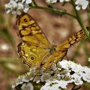 Geitoneura acantha at Uriarra, NSW - 29 Jan 2019