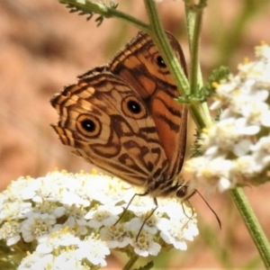 Geitoneura acantha at Uriarra, NSW - 29 Jan 2019