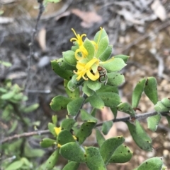 Persoonia rigida (Hairy Geebung) at Cuumbeun Nature Reserve - 9 Jan 2019 by MeganDixon