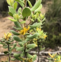 Persoonia rigida at Carwoola, NSW - 10 Jan 2019 10:14 AM