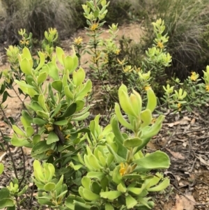 Persoonia rigida at Carwoola, NSW - 10 Jan 2019