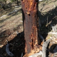 Papyrius nitidus (Shining Coconut Ant) at Theodore, ACT - 29 Jan 2019 by owenh