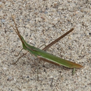 Acrida conica at Paddys River, ACT - 29 Jan 2019 03:50 PM