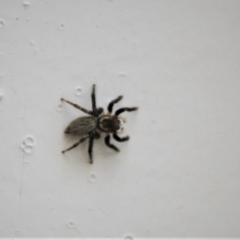 Maratus griseus (Jumping spider) at Paddys River, ACT - 29 Jan 2019 by davobj