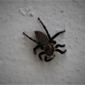 Maratus griseus at Paddys River, ACT - 29 Jan 2019