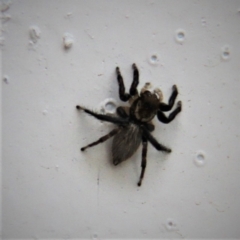 Maratus griseus at Paddys River, ACT - 29 Jan 2019