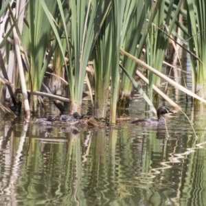 Tachybaptus novaehollandiae at Fyshwick, ACT - 3 Jan 2019