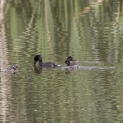 Tachybaptus novaehollandiae at Fyshwick, ACT - 3 Jan 2019