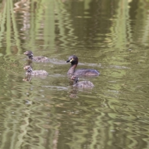 Tachybaptus novaehollandiae at Fyshwick, ACT - 3 Jan 2019