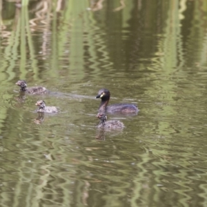 Tachybaptus novaehollandiae at Fyshwick, ACT - 3 Jan 2019