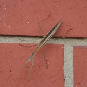 Tenodera australasiae at Paddys River, ACT - 29 Jan 2019 03:55 PM