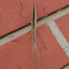 Tenodera australasiae at Paddys River, ACT - 29 Jan 2019 03:55 PM