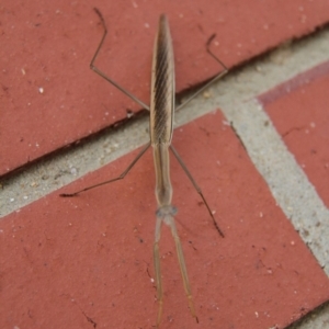 Tenodera australasiae at Paddys River, ACT - 29 Jan 2019 03:55 PM