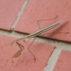 Tenodera australasiae at Paddys River, ACT - 29 Jan 2019 03:55 PM