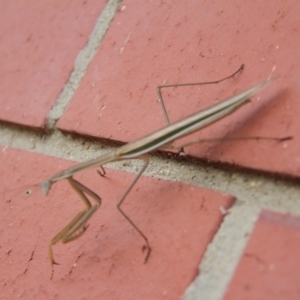 Tenodera australasiae at Paddys River, ACT - 29 Jan 2019