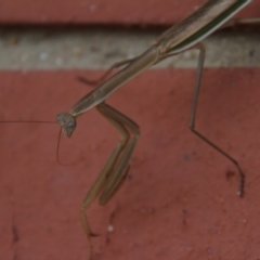 Tenodera australasiae at Paddys River, ACT - 29 Jan 2019