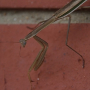 Tenodera australasiae at Paddys River, ACT - 29 Jan 2019