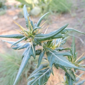 Xanthium spinosum at Paddys River, ACT - 9 Jan 2019 12:00 AM