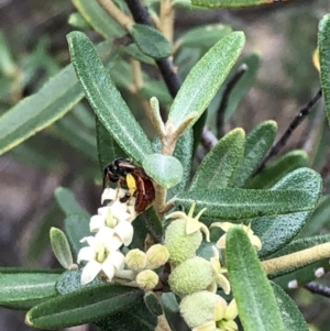 Pomaderris angustifolia at Carwoola, NSW - 10 Jan 2019