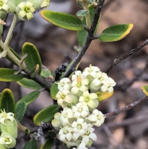 Pomaderris angustifolia at Carwoola, NSW - 10 Jan 2019