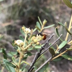 Exoneura sp. (genus) (A reed bee) at Cuumbeun Nature Reserve - 10 Jan 2019 by MeganDixon