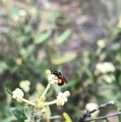 Exoneura sp. (genus) at Carwoola, NSW - 10 Jan 2019