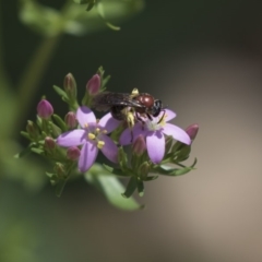 Lasioglossum (Callalictus) callomelittinum (Halictid bee) at ANBG - 10 Dec 2018 by AlisonMilton